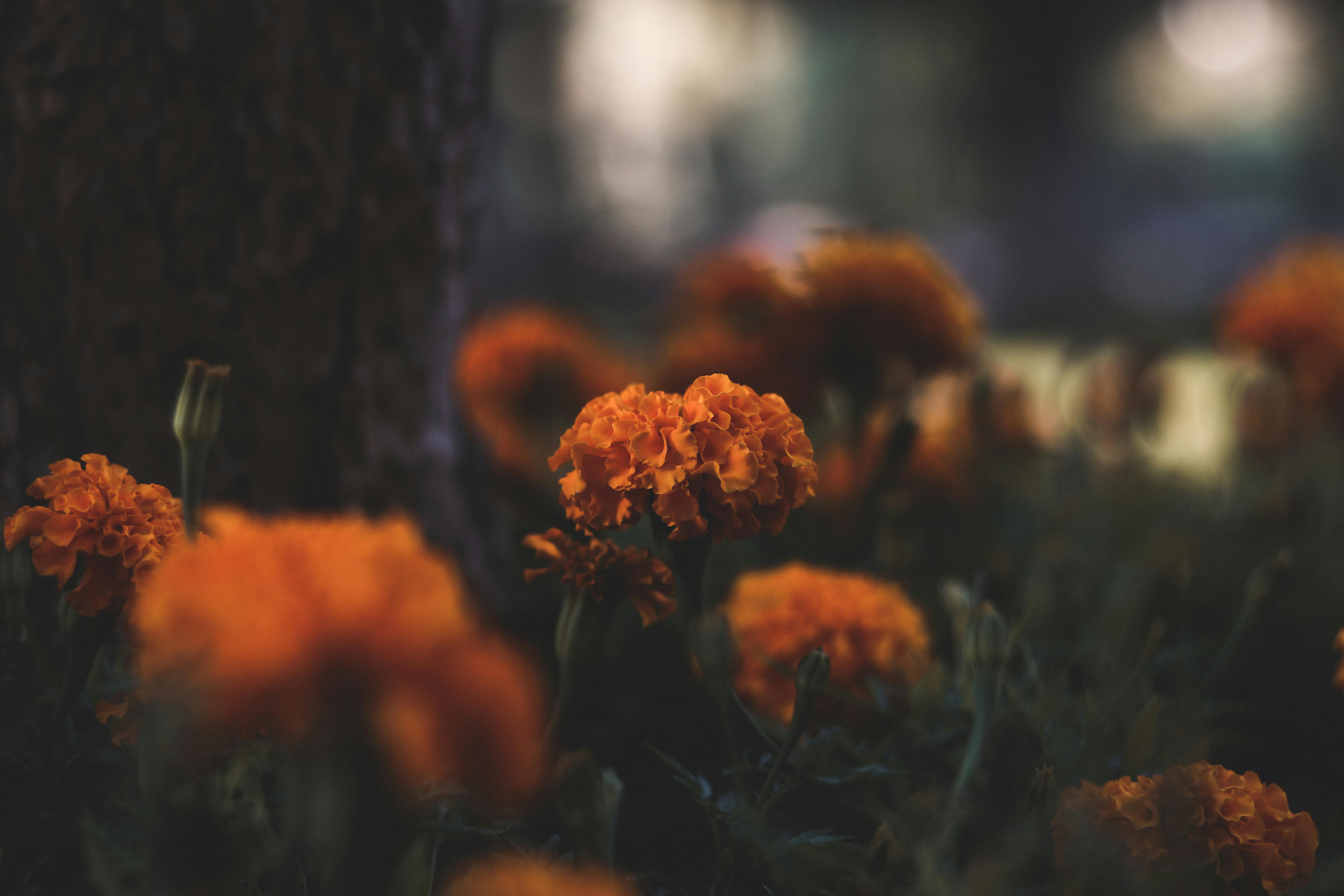 Australian flora